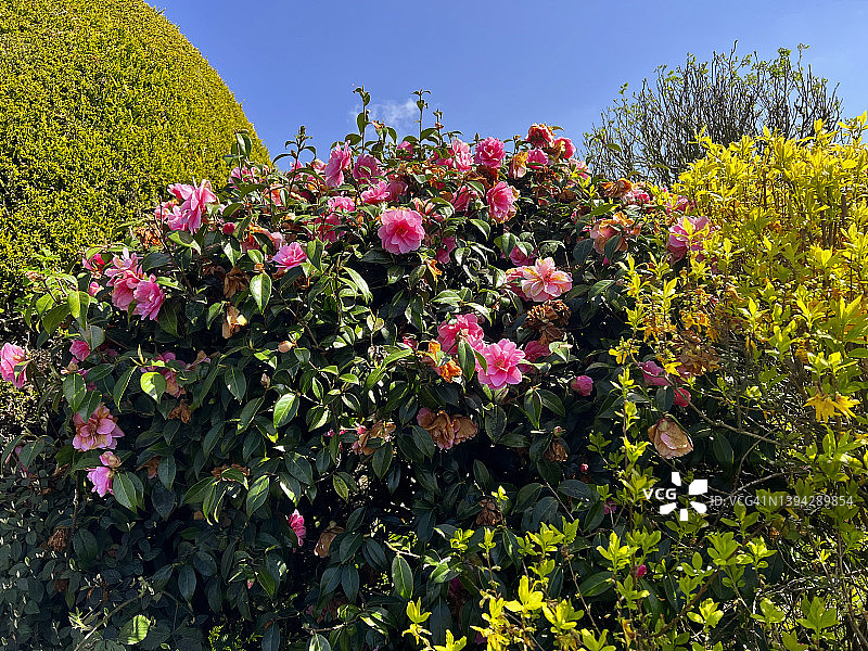 盛开的日本山茶花图片素材