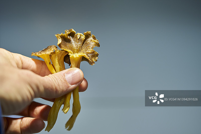 手持少量黄色鸡油菌用于摄影图片素材