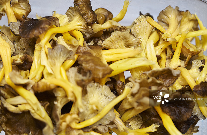 挑选好的待用黄脚蘑菇图片素材