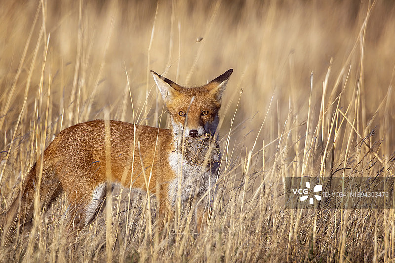 赤狐（Vulpes vulpes）图片素材