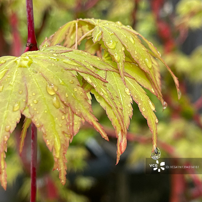 日本珊瑚枫树上的雨滴，俄勒冈州波特兰图片素材