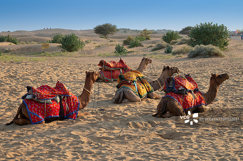 身着传统服饰的骆驼在塔尔沙漠路边等待游客骑行，拉贾斯坦邦，印度。骆驼是背负游客的沙漠动物图片素材