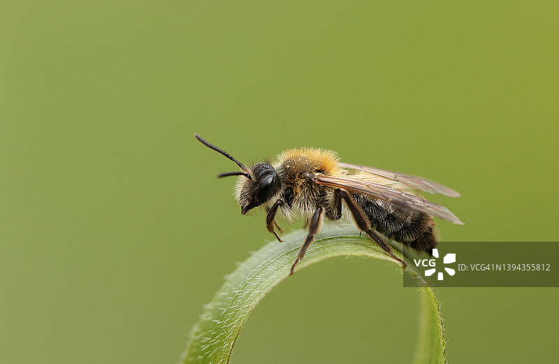 草叶上的采矿蜂图片素材