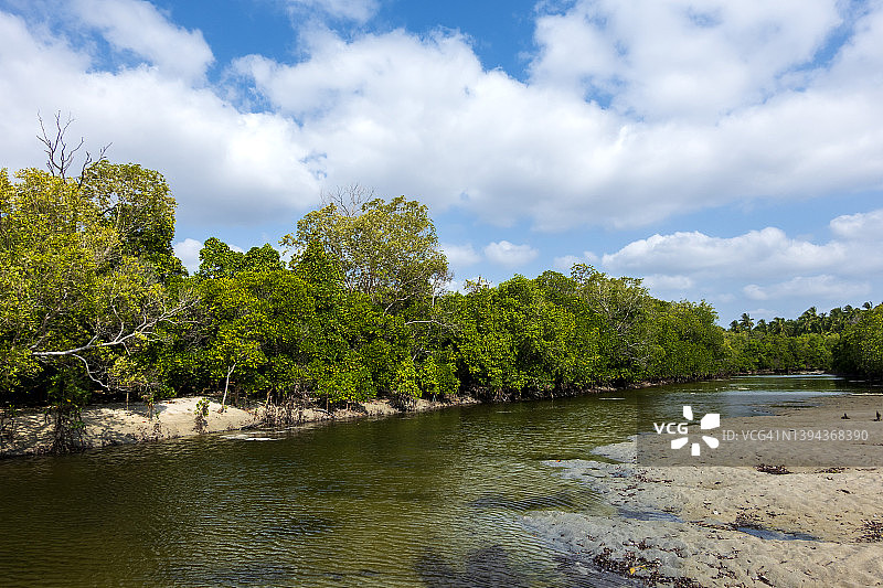 生长在非洲海滩沿岸的红树林图片素材