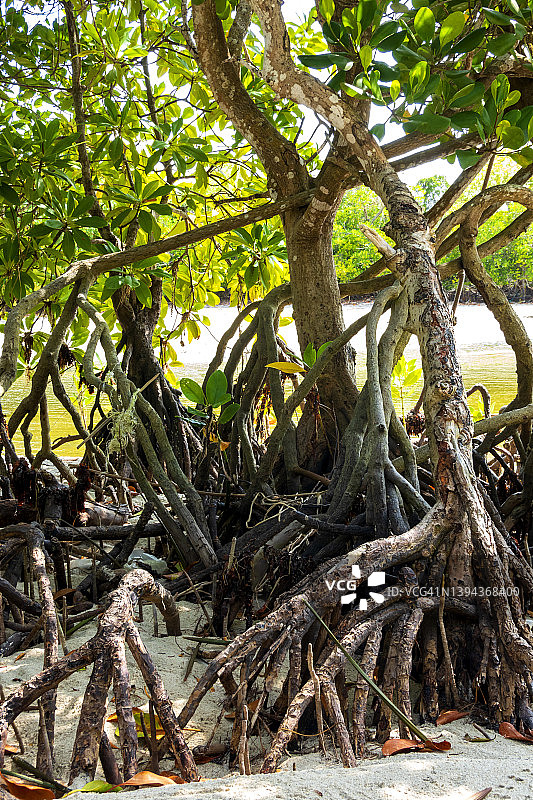 生长在非洲海滩上的红树林根图片素材