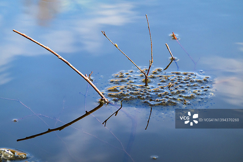 漂浮在湖中的成堆蛙卵图片素材