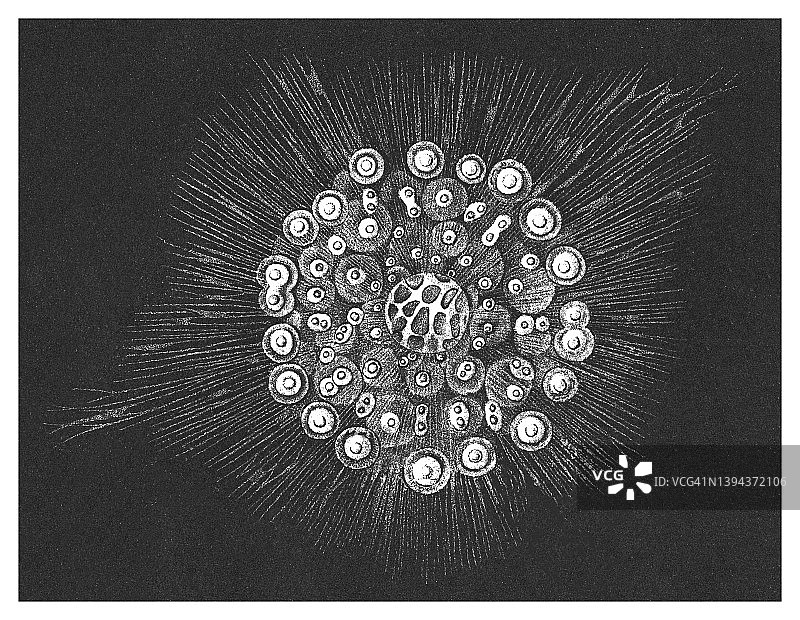 放射虫的古老彩色石印插图图片素材
