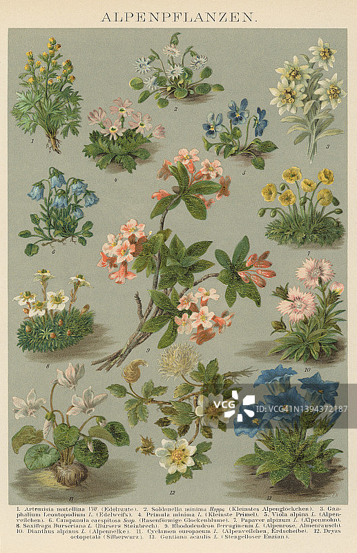 植物学古版画：高山植物图片素材