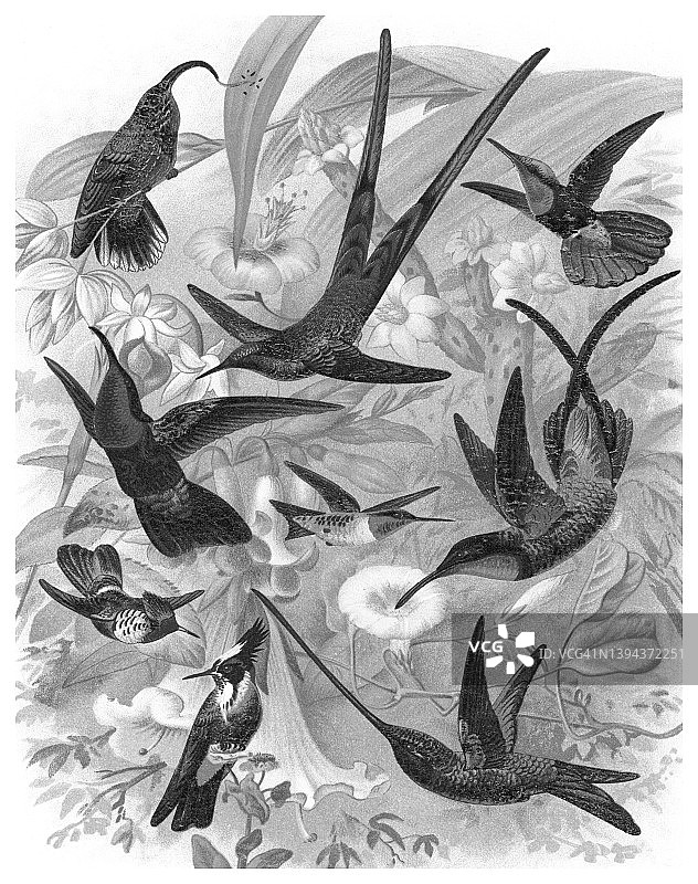 蜂鸟的彩色石印老式插图图片素材