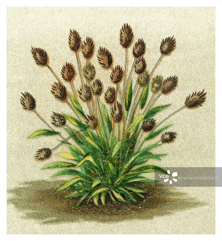 植物学旧彩色石印插图：兔尾草图片素材