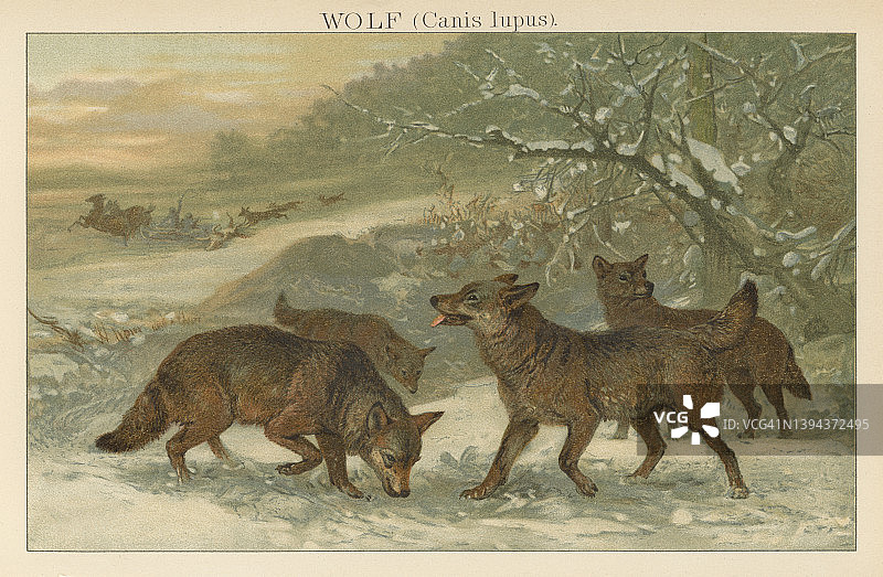 老式彩色石印插图：狼（灰狼）图片素材