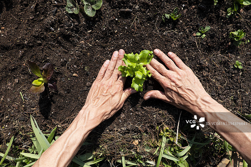 男人在菜园里种植莴苣苗图片素材