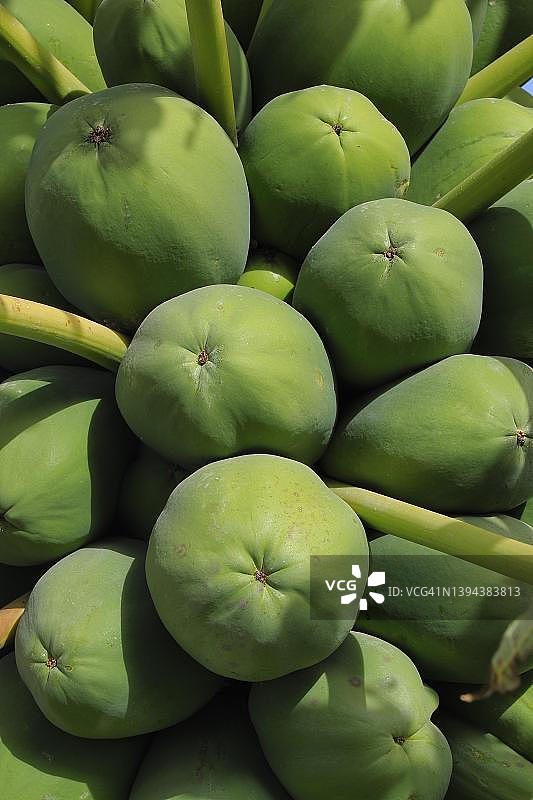 树上的青木瓜，未成熟的水果，热带水果，西班牙安达卢西亚图片素材