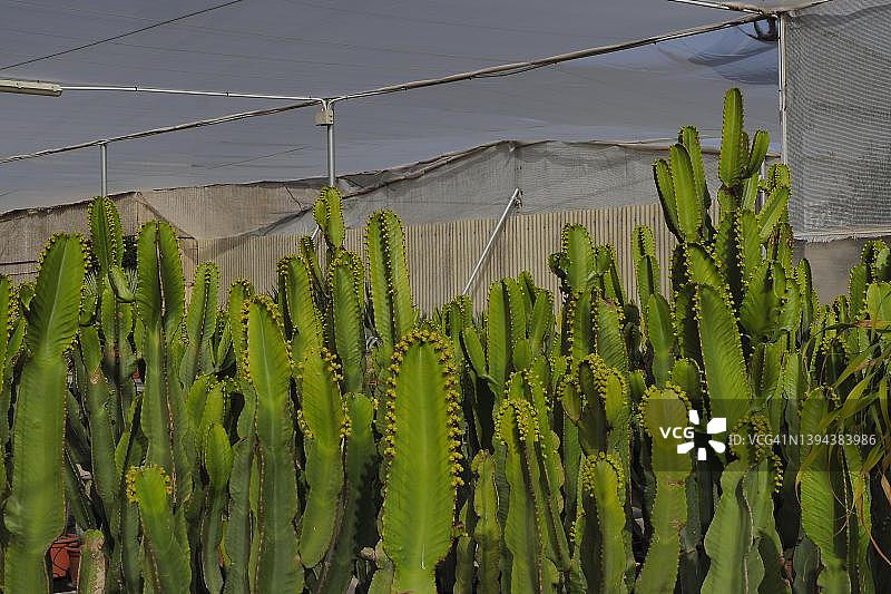 种植几内亚大戟、巨型仙人掌的温室（西班牙苗圃）图片素材