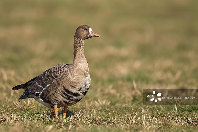 额雁在草地上休息，德国北莱茵-威斯特法伦州下莱茵地区图片素材