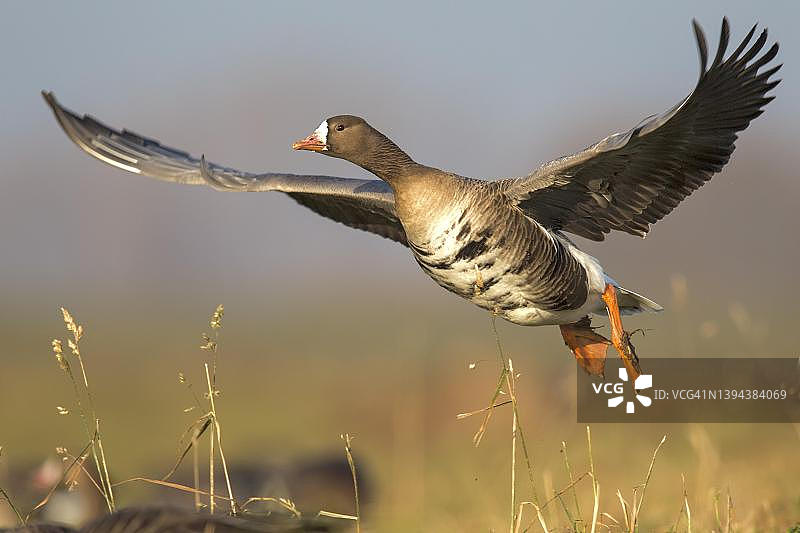 靠近草地的大白额雁，德国北莱茵-威斯特法伦州图片素材
