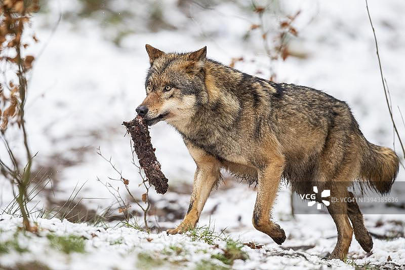 灰狼（Canis lupus）与猎物，冬季，德国下萨克森州诺伊豪斯图片素材