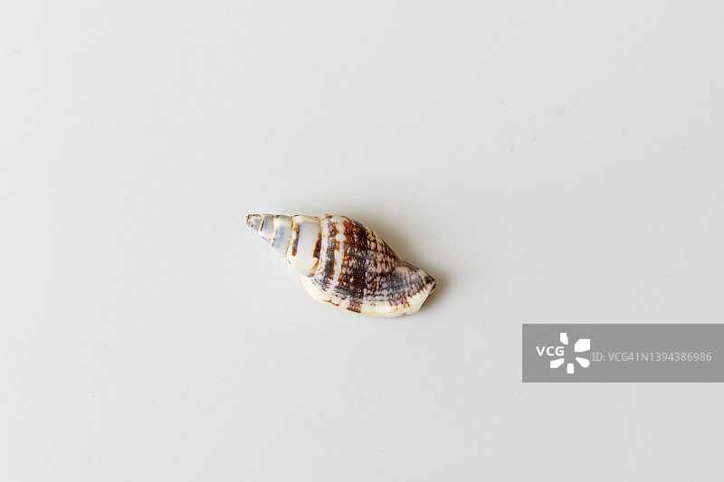 白色背景上的空贝壳图片素材