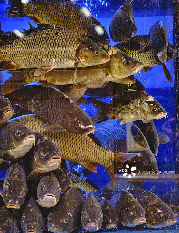 水族馆里大量的鲤鱼图片素材