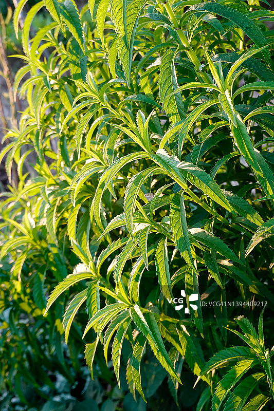 阳光下春季的中药材图片素材