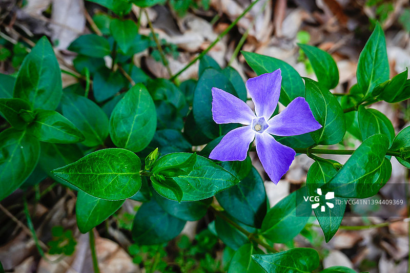阳光下春季的中国草药植物长春花图片素材