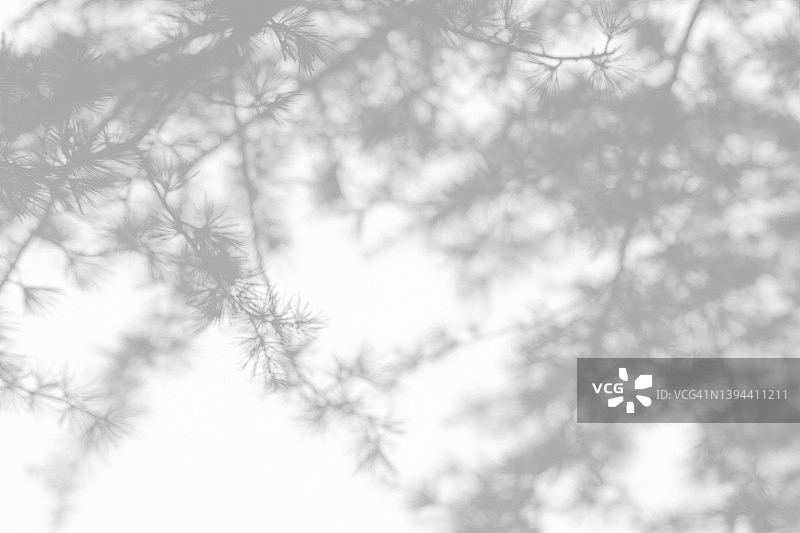 白色墙壁上杉树枝的阴影图片素材