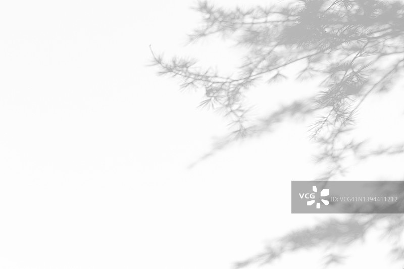 白色墙壁上杉树枝的阴影图片素材