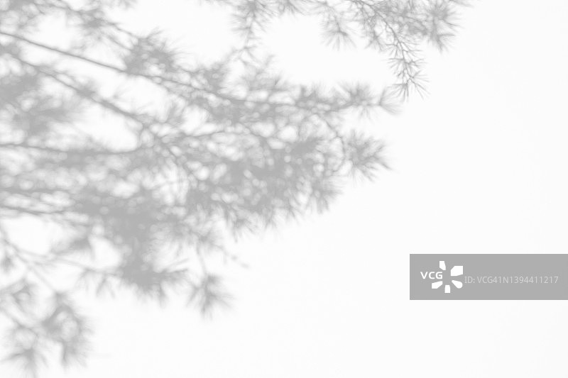 白色墙壁上杉树枝的阴影图片素材
