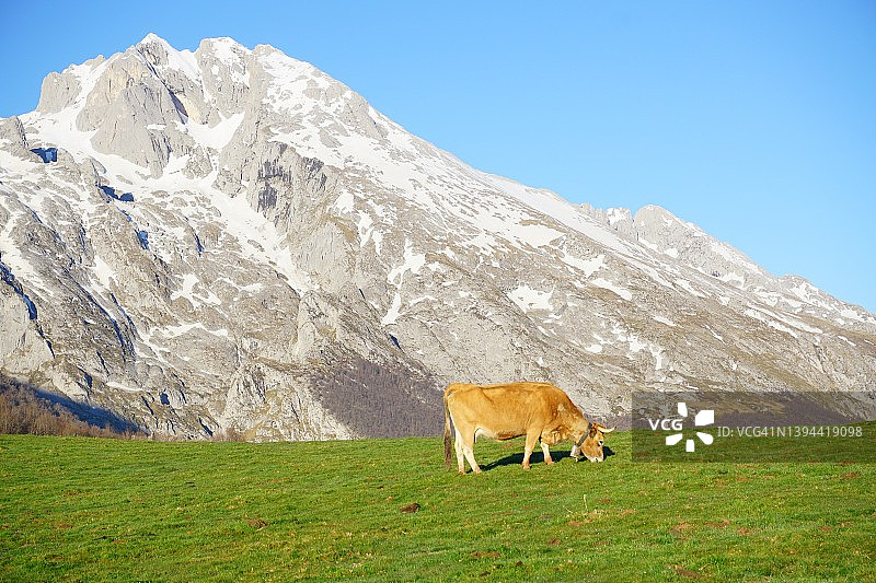 高山上的牲畜图片素材