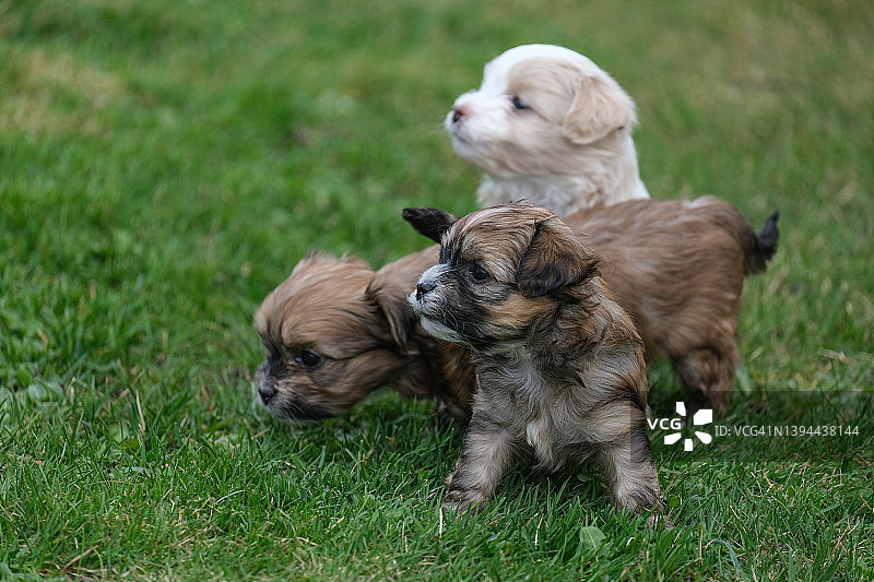 五周大的比熊哈瓦那犬幼犬首次外出图片素材