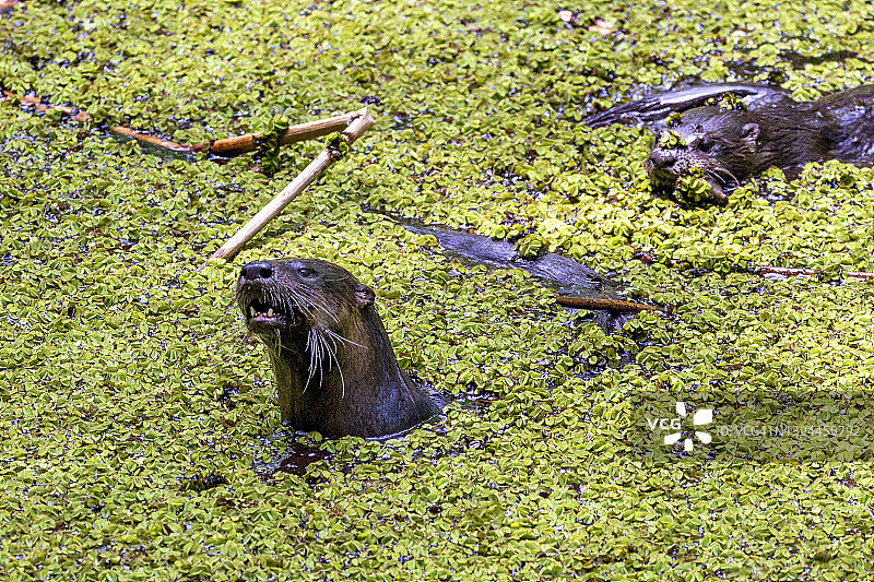 沼泽中的佛罗里达河獭图片素材