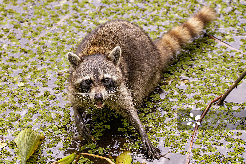 在沼泽地捕猎的棕色浣熊图片素材