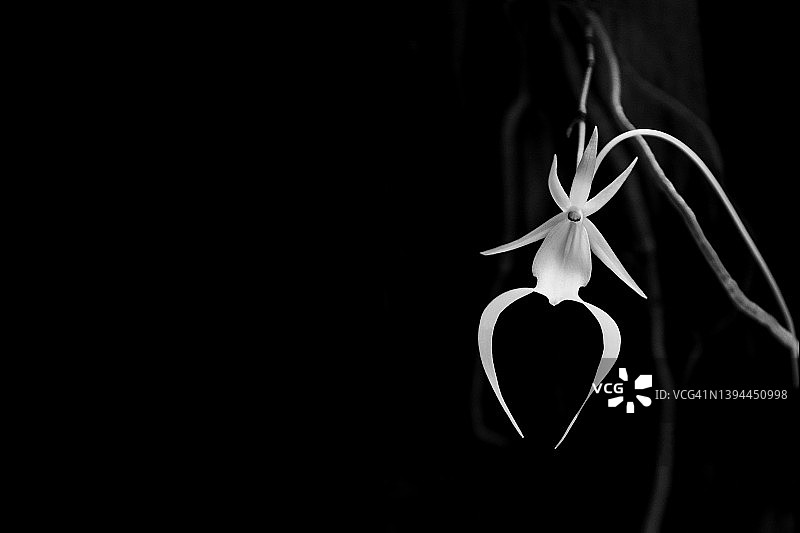 幽灵兰花图片素材