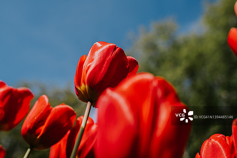 仰视角度拍摄的茂盛红色郁金香，背景为晴朗的蓝天图片素材