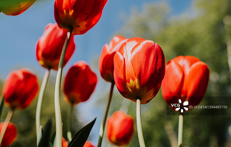 仰视角度拍摄的茂盛红色郁金香，背景为晴朗的蓝天图片素材