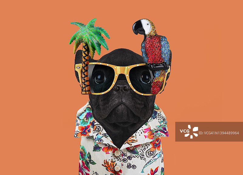 戴着鹦鹉眼镜的可爱小狗图片素材