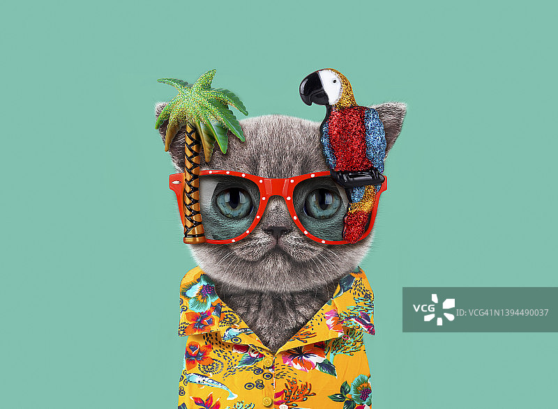 戴鹦鹉眼镜的有趣猫咪图片素材