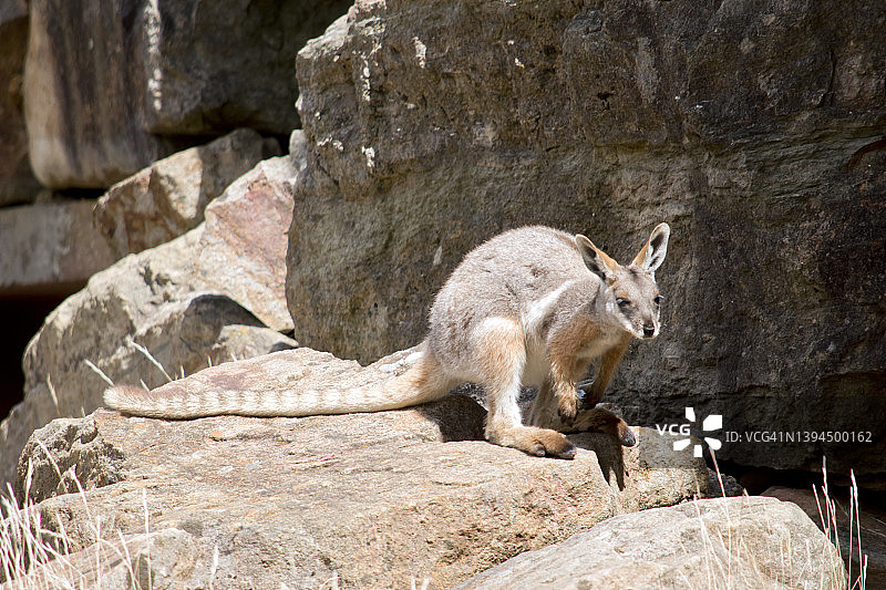 站立在岩石上的黄足岩沙袋鼠图片素材