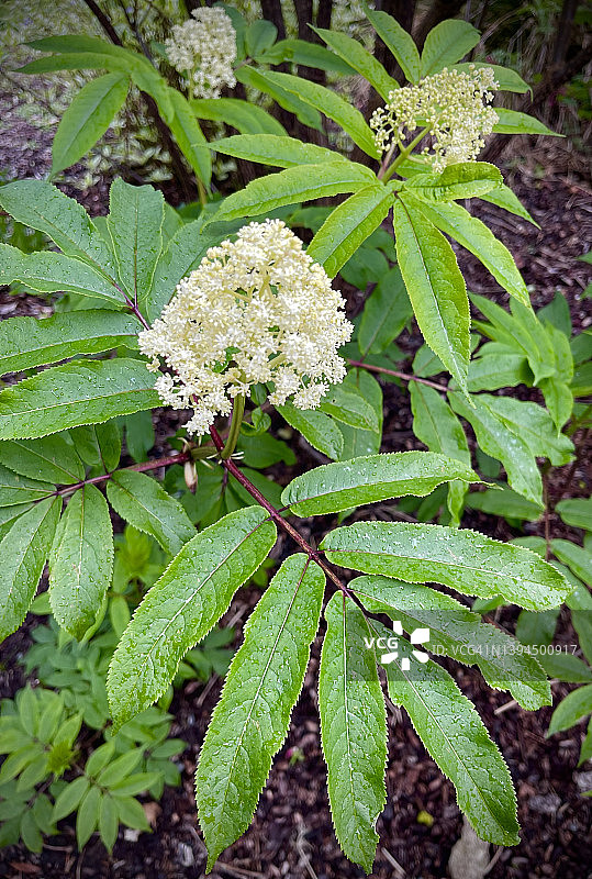 俄勒冈海岸盛开的红接骨木灌木图片素材