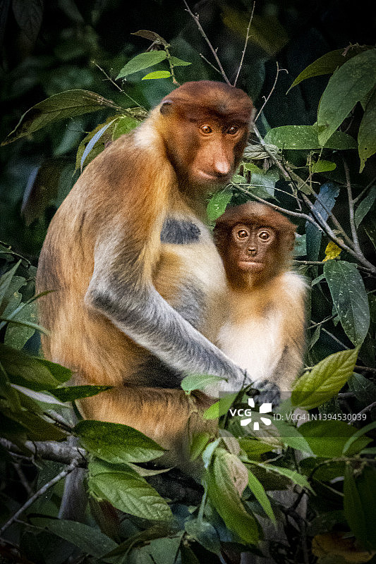 长鼻猴母子图片素材