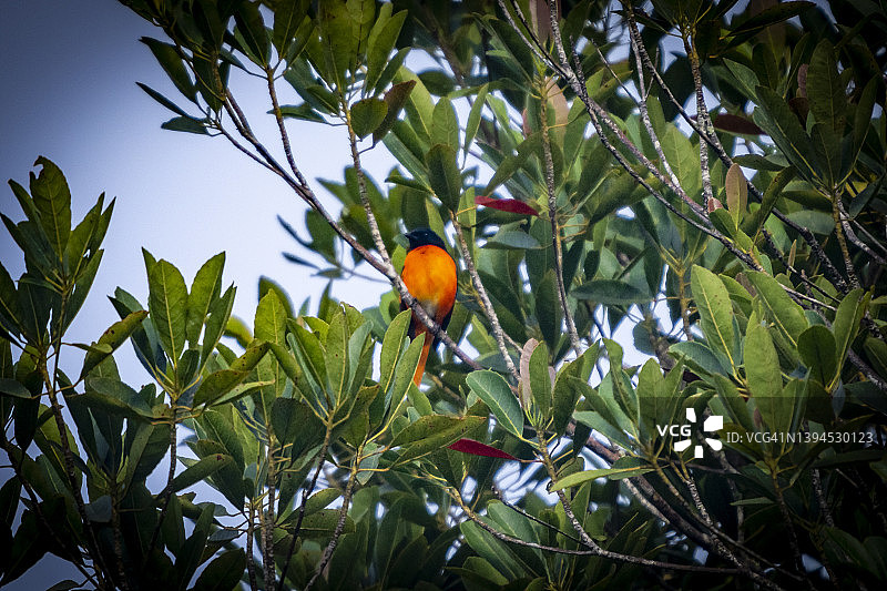 北美红雀图片素材