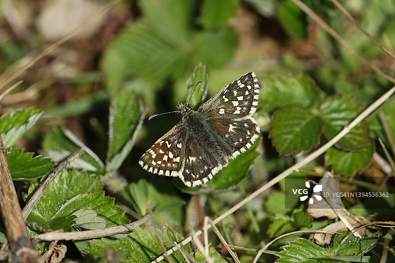 稀有灰斑弄蝶栖息在植物上图片素材