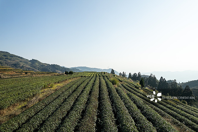 山顶茶园图片素材