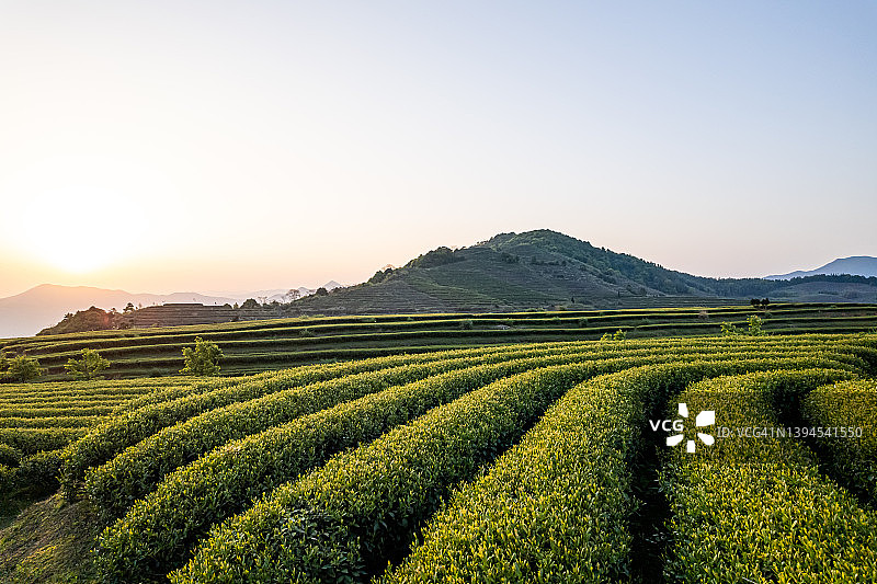 日出时分的茶园图片素材