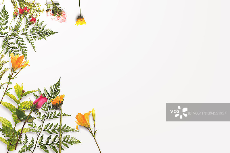 白色中美丽的野生春花图片素材