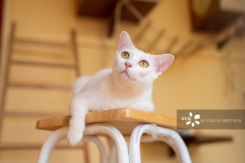 在她房间里闲逛的无聊的可爱白猫。图片素材