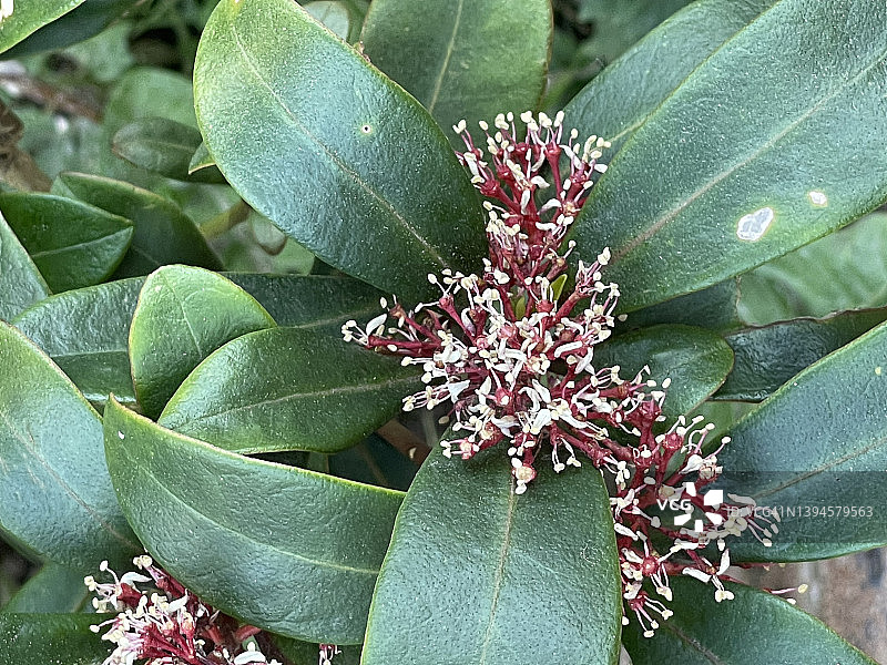 特写粉色花的日本 Skimmia（Skimmia japonica）图片素材