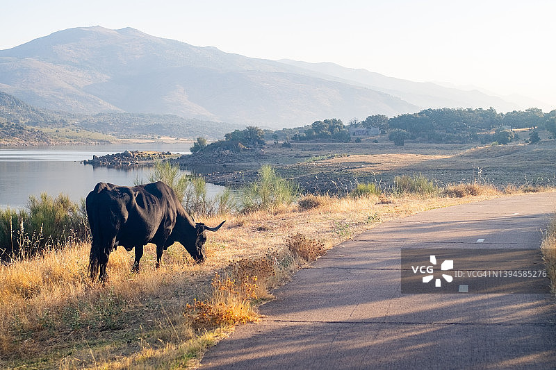 阿维拉黑色奶牛头部有苍蝇图片素材