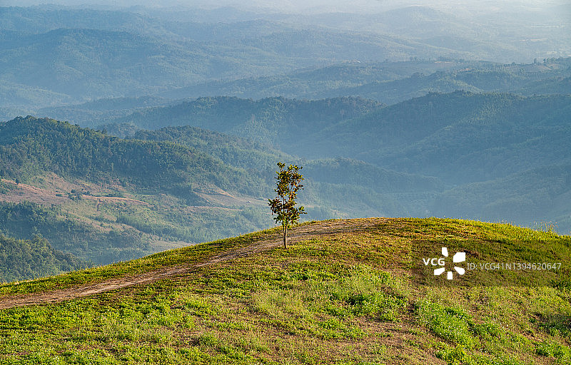 泰国清莱省乡村地区的山丘上的孤树图片素材