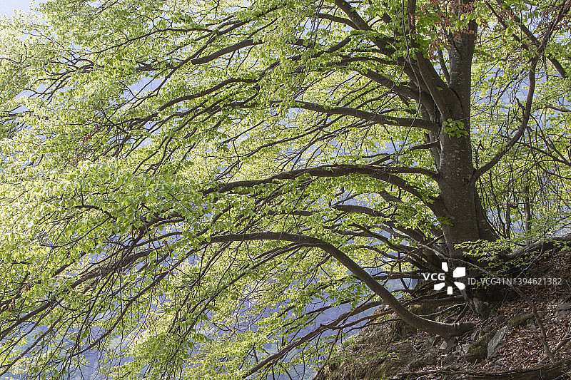 纪念性树木 - 山毛榉图片素材